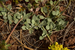 Eriogonum umbellatum modocense