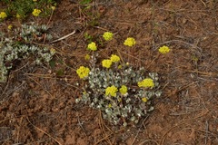 Eriogonum umbellatum modocense