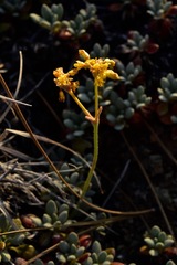 Eriogonum libertini