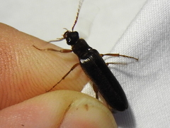 Selonodon