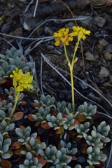 Eriogonum libertini