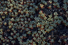 Eriogonum libertini