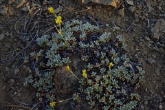 Eriogonum libertini