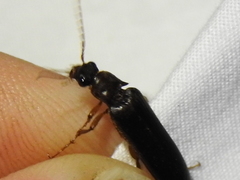 Selonodon