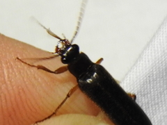Selonodon