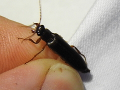 Selonodon