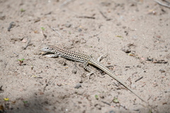 Aspidoscelis neotesselatus