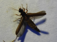 Selonodon