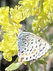 Euphilotes ancilla