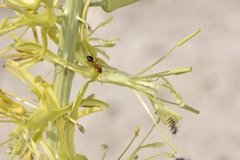 Stanleya viridiflora