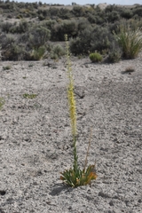 Stanleya viridiflora