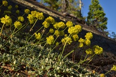 Eriogonum libertini