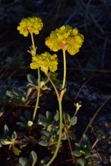 Eriogonum libertini