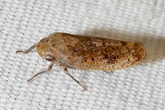 Ponana