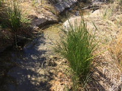 Eleocharis geniculata