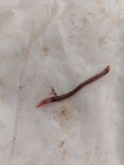 Aporrectodea trapezoides