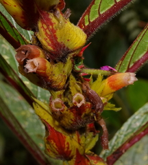 Columnea rubriacuta