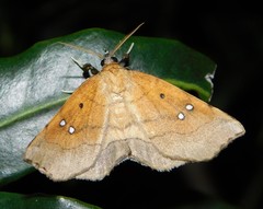 Disticta atava