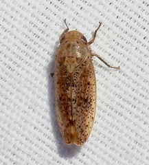 Ponana