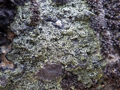 Rhizocarpon geographicum