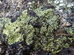 Rhizocarpon geographicum