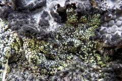 Rhizocarpon geographicum