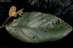 Alnus jorullensis