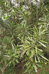 Pouteria salicifolia