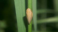 Petaphora maritima