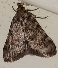 Aglossa pinguinalis