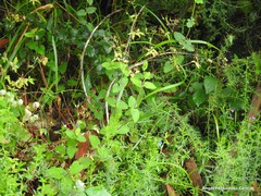 Teucrium scorodonia