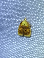 Acleris curvalana