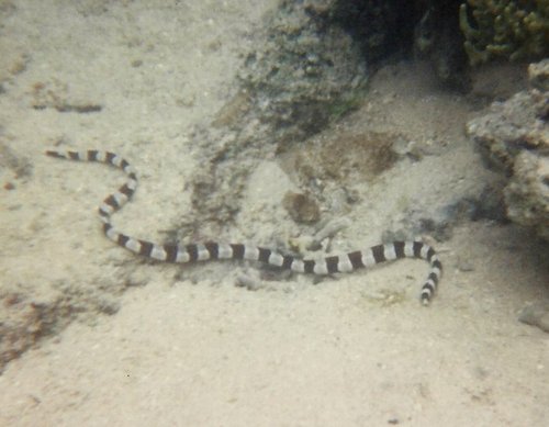 Myrichthys colubrinus
