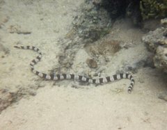 Myrichthys colubrinus