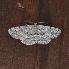 Hypomecis umbrosaria