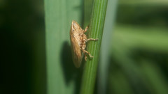 Petaphora maritima