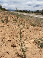 Chenopodium leptophyllum