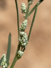 Chenopodium leptophyllum