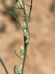Chenopodium leptophyllum