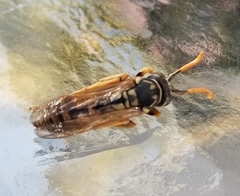 Polistes dominula