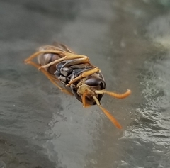 Polistes dominula