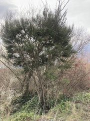 Kunzea serotina