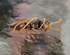 Polistes dominula