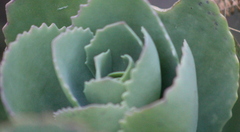 Kalanchoe marmorata