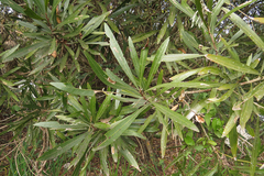 Pouteria salicifolia