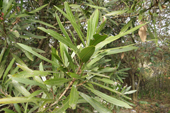 Pouteria salicifolia