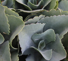 Kalanchoe marmorata