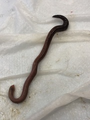 Aporrectodea longa