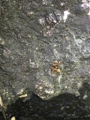 Olethreutes astrologana