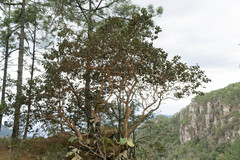 Arbutus bicolor